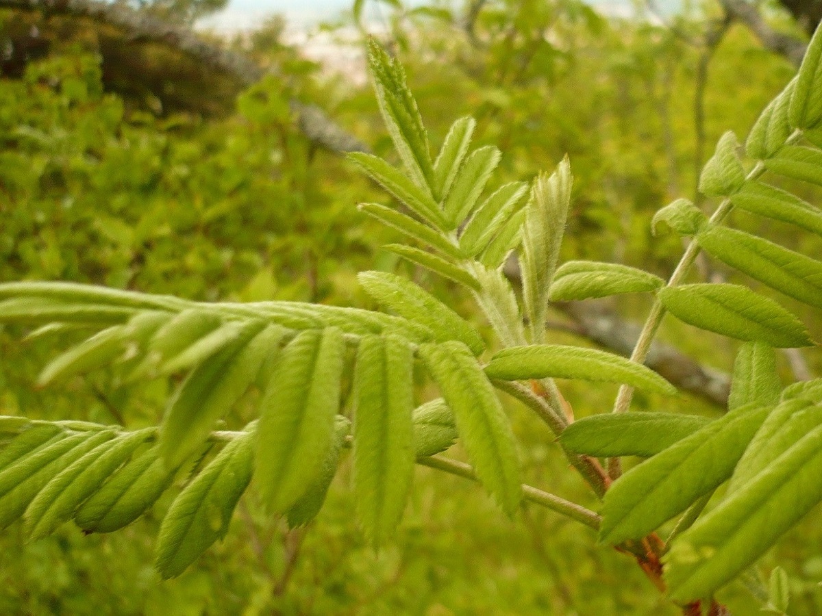 Sorbus domestica (Rosaceae)